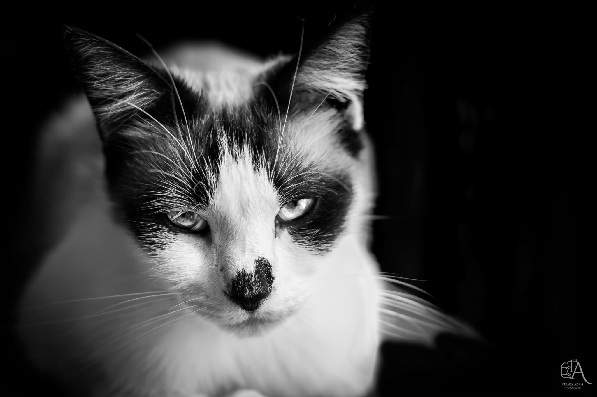 Animalier (17)